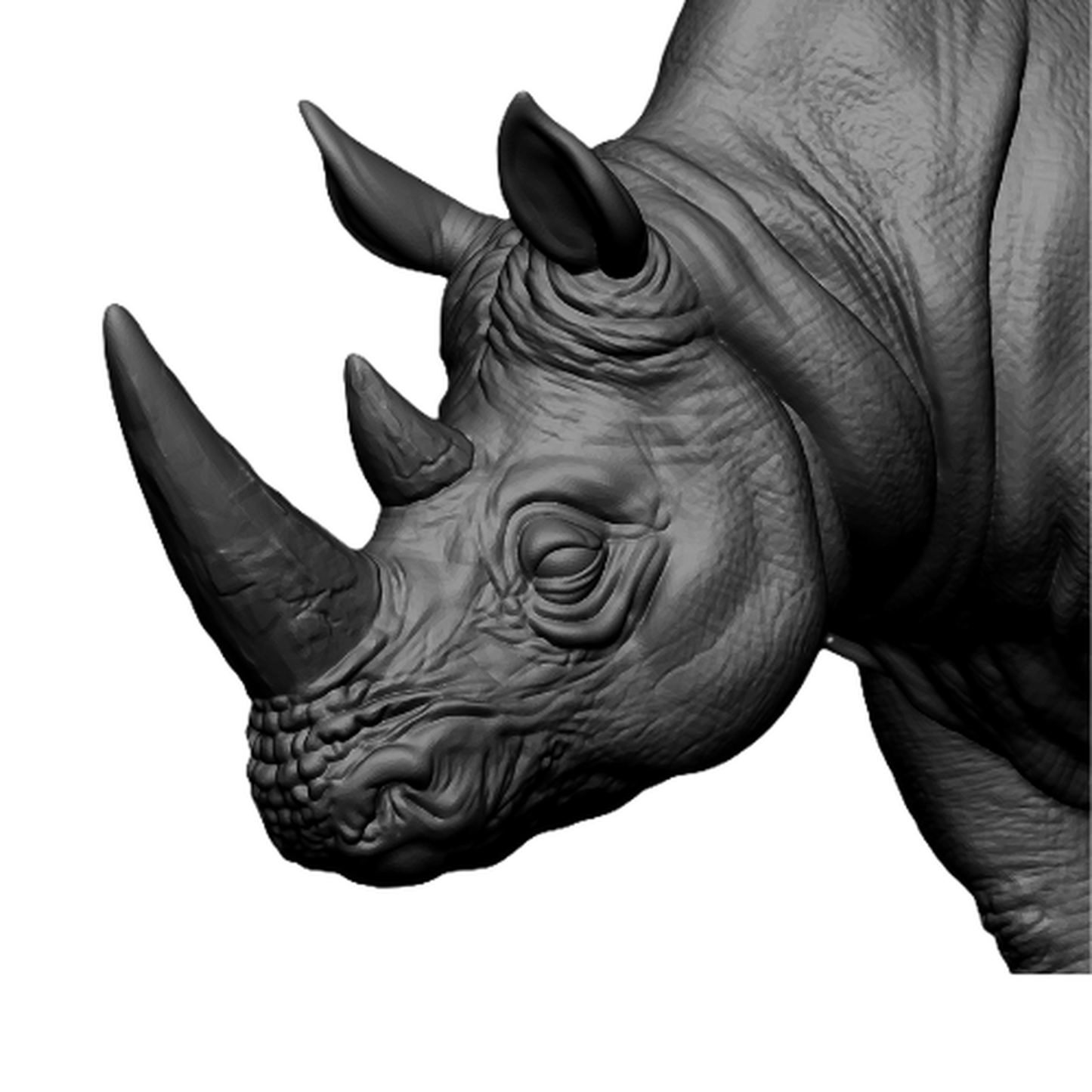 Robust Rhino Model