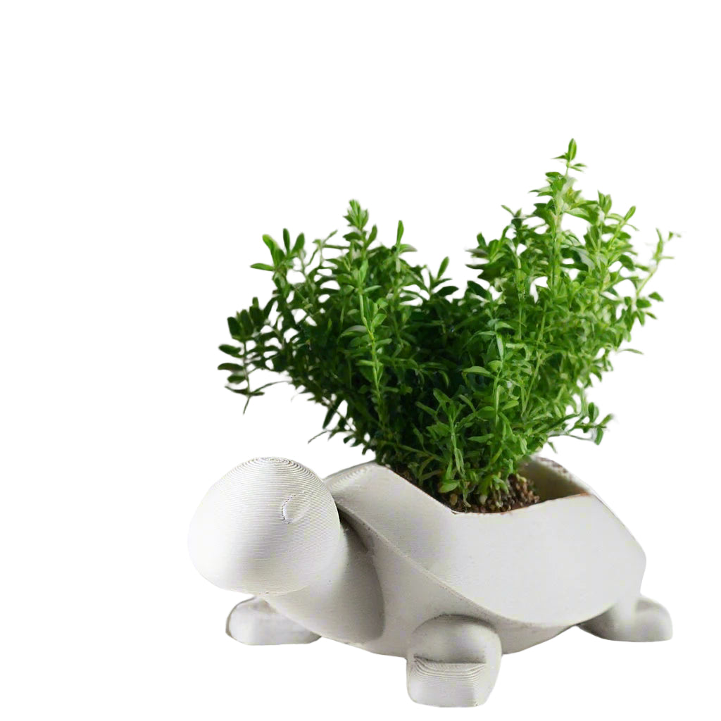 3D Printed Turtle Planter – Cute and Functional Succulent Pot