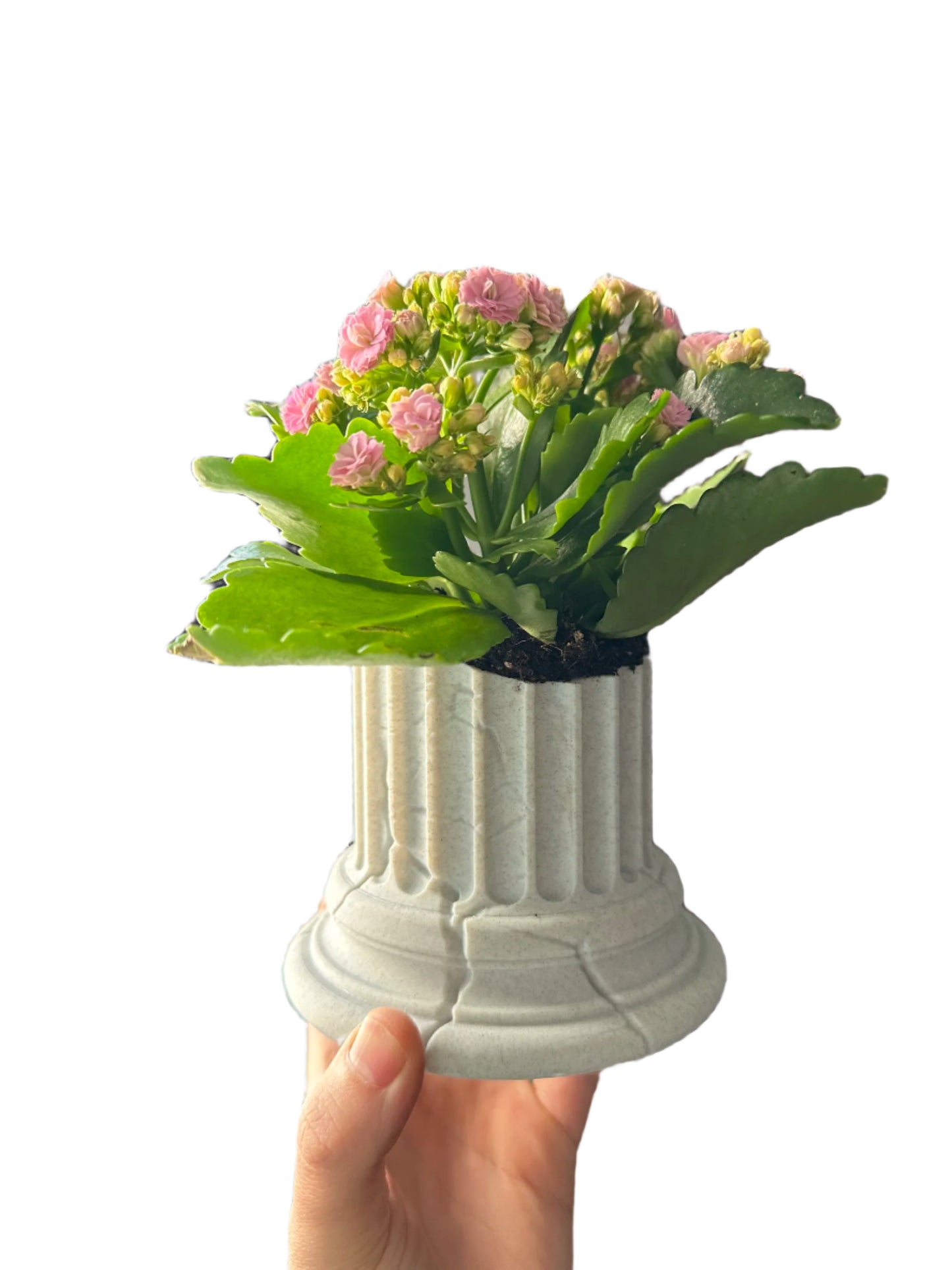 Ancient Greek-Inspired Flower Pot – A Timeless Accent Piece