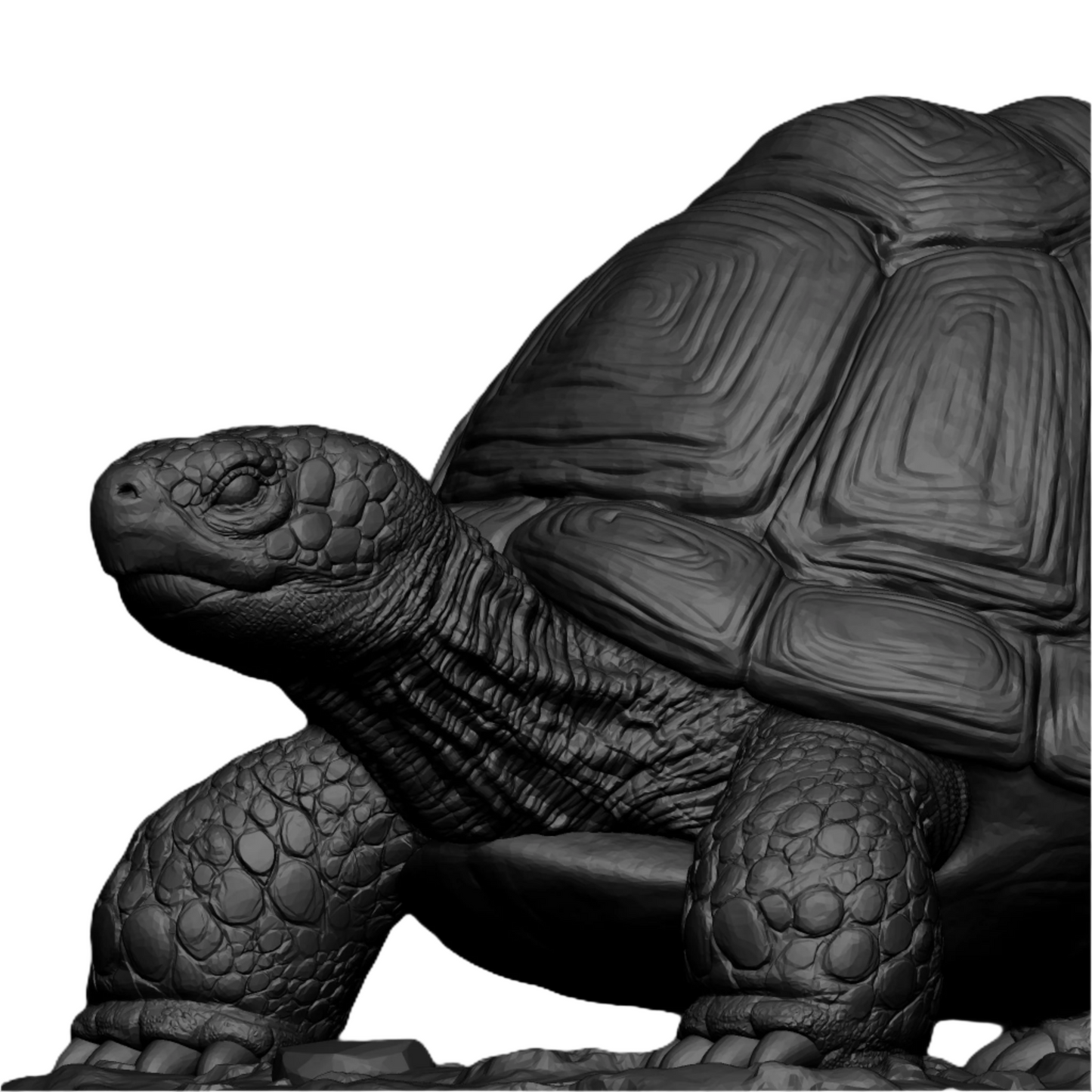 Charming Tortoise Figurine