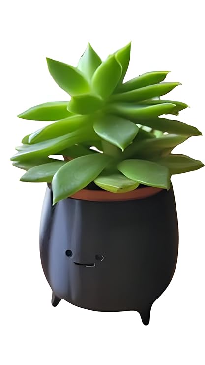 Smiling Face Planter: Quirky Decor for Greenery (No Flowers) - Celestial Crafts