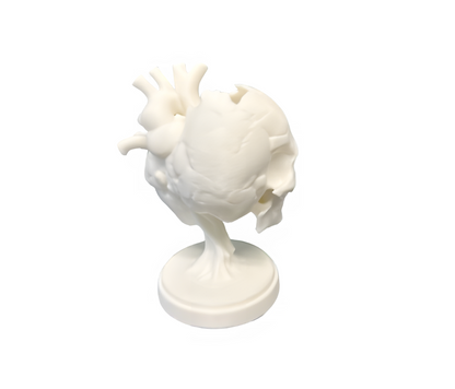 Skull Heart Sculpture Showpiece for Home Decor | Evolution Heart Skull India