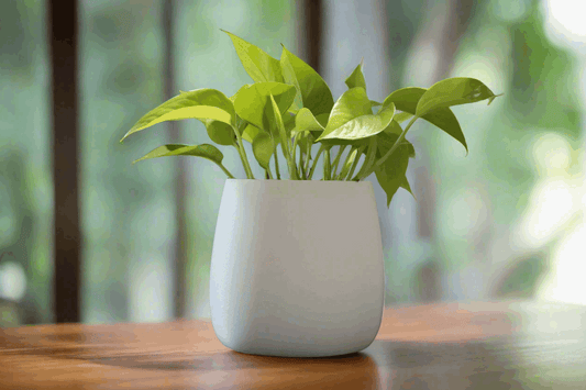 Sleek Hidden Tray Planter